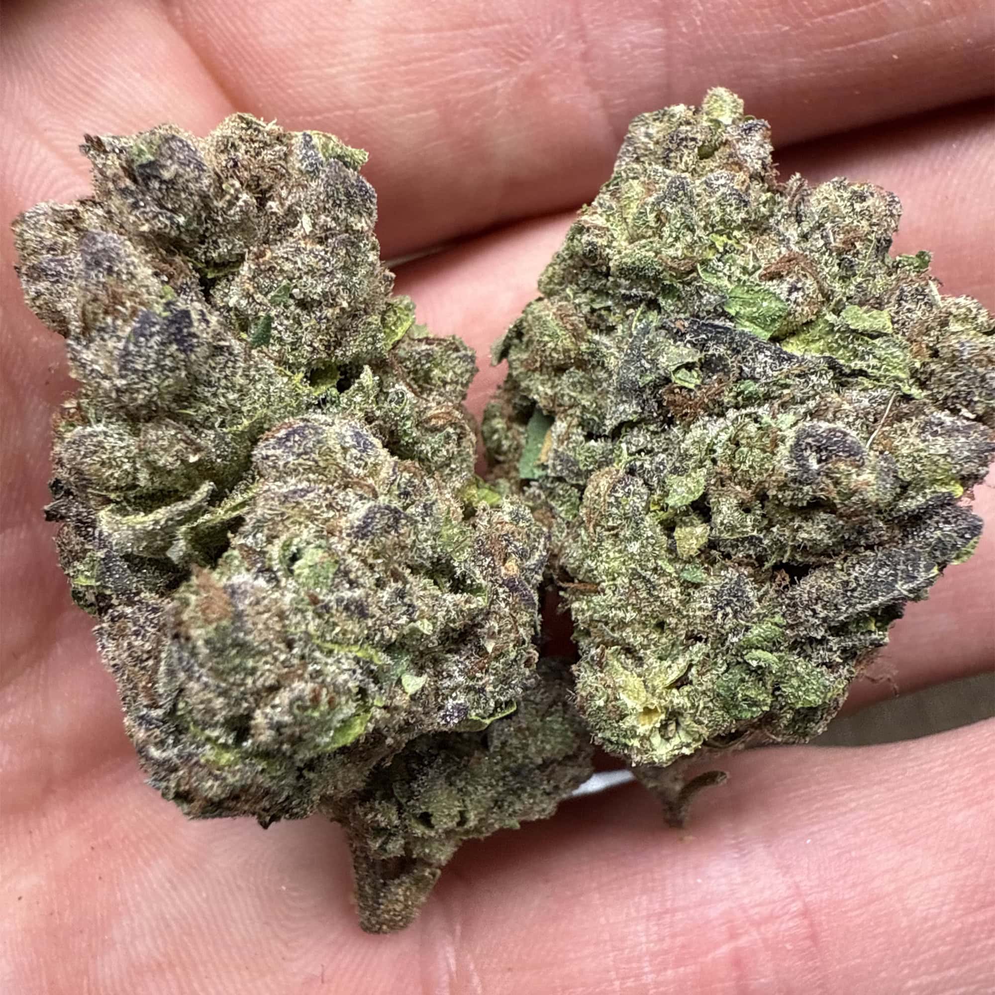 Watermelon Runtz THCA Flower Wholesale Pounds