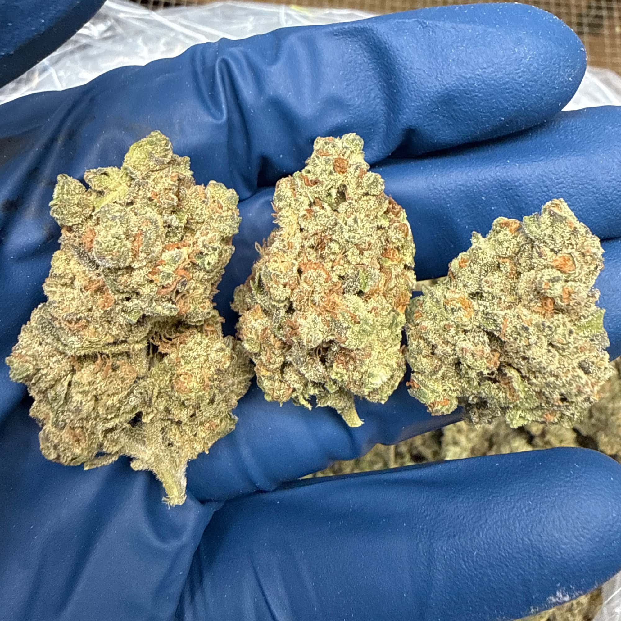 Bacio THCA Flower for Sale