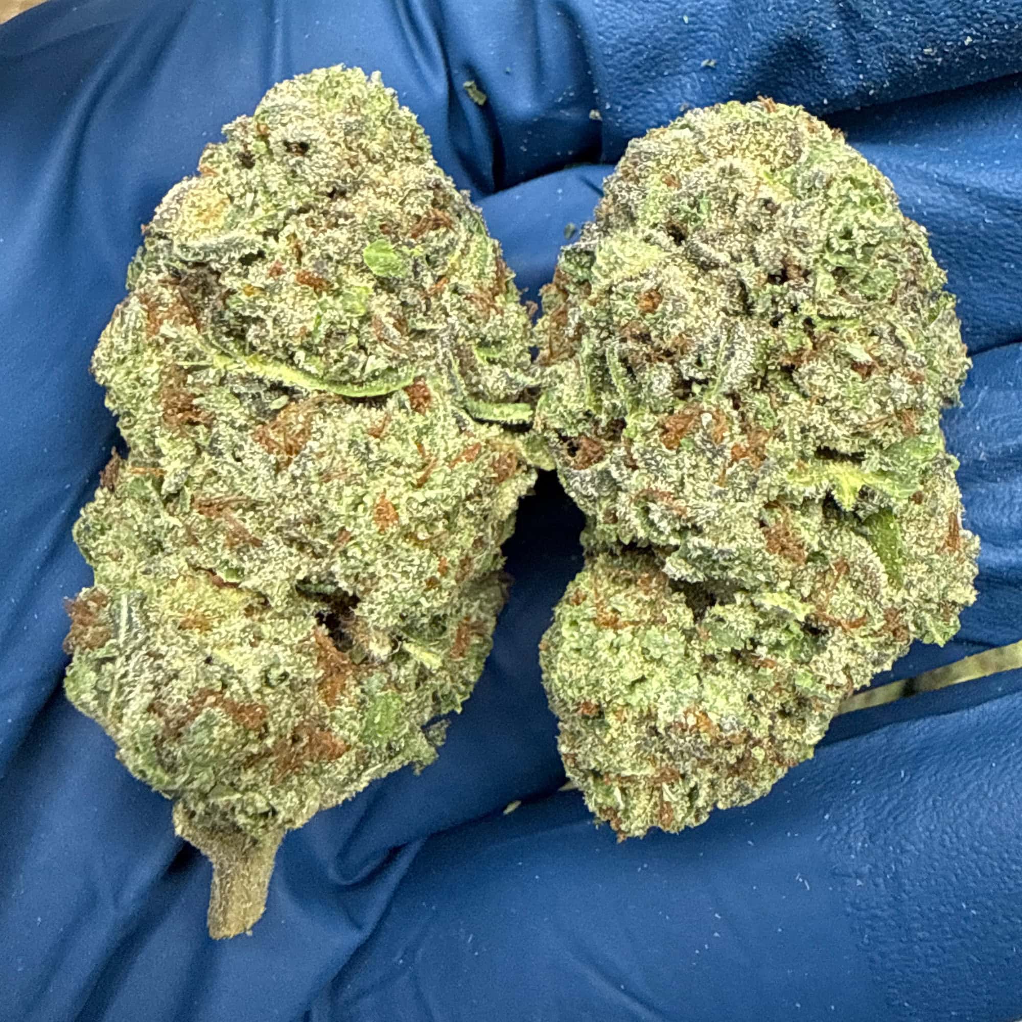Hashburger THCA Flower For Sale
