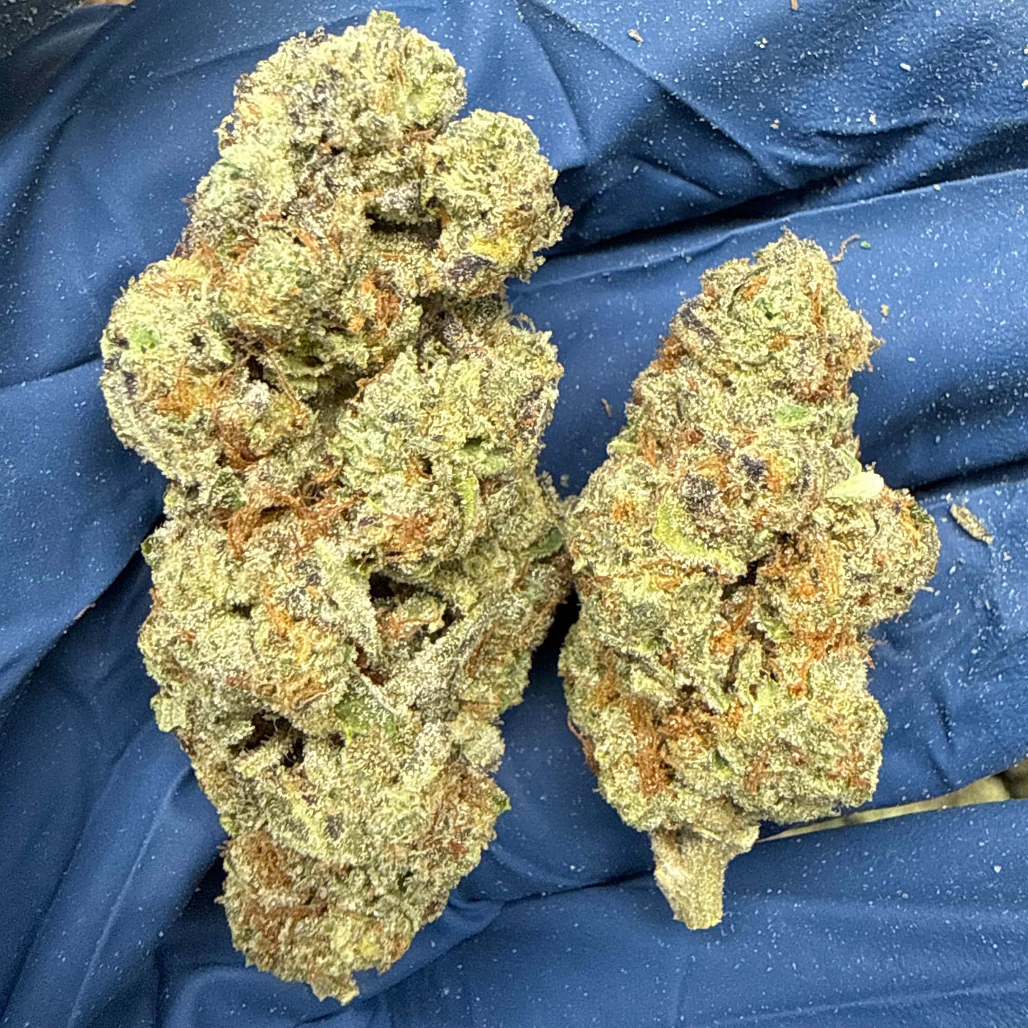 Hashburger THCA Flower for Sale