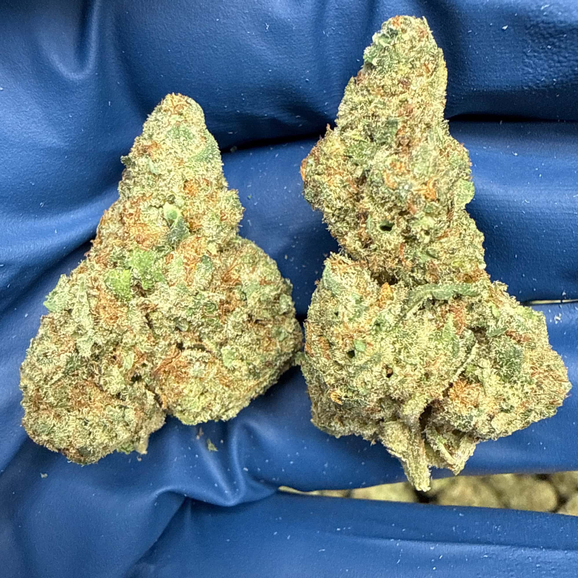 Jack Herer Cheap THCA Flower Pounds
