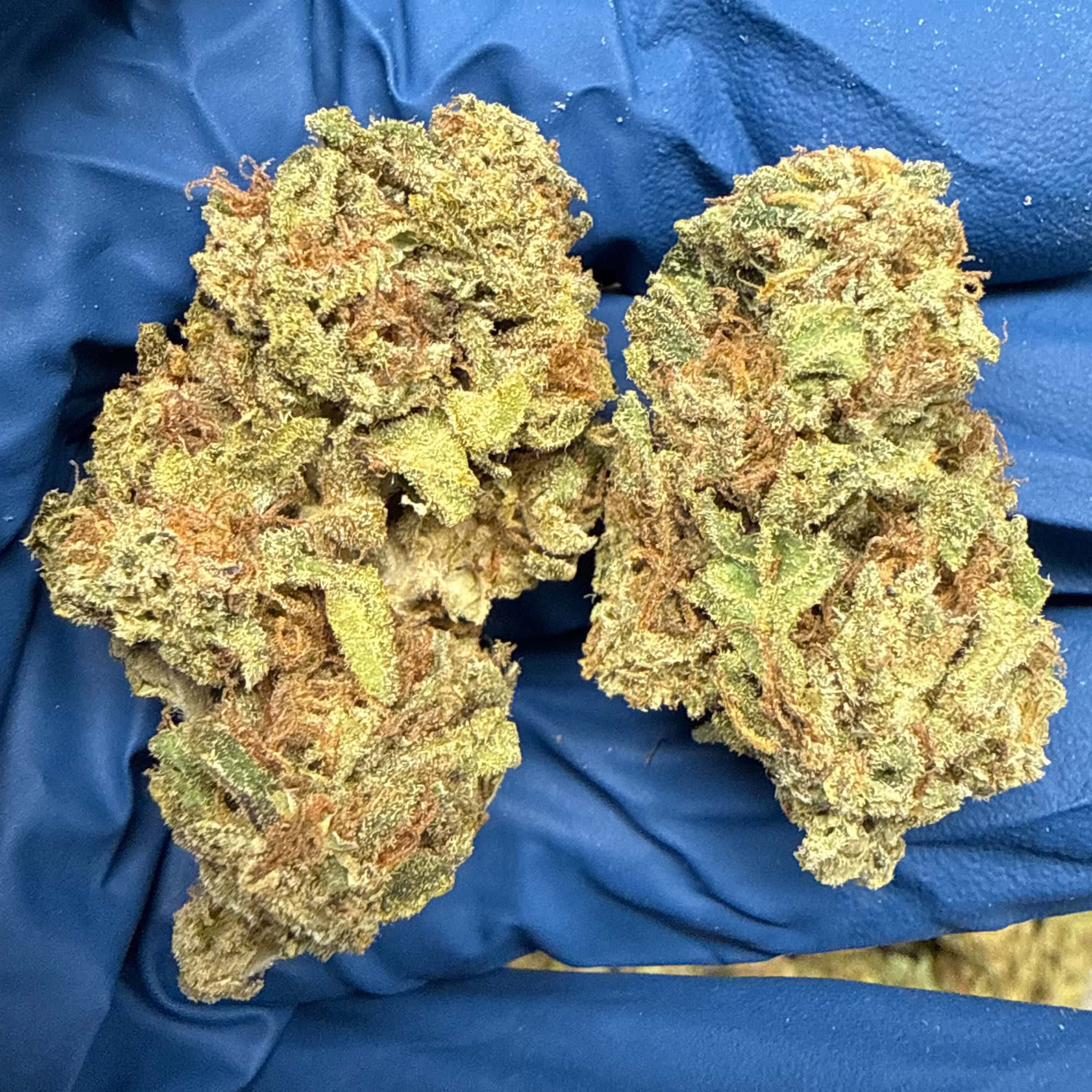 Garlic Mintz THCA Flower for Sale