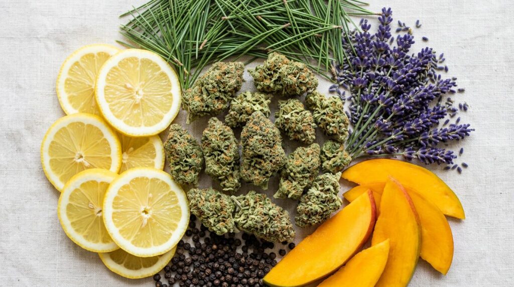 Cannabis Terpenes Guide and Chart: Myrcene, Limonene, Linalool and More