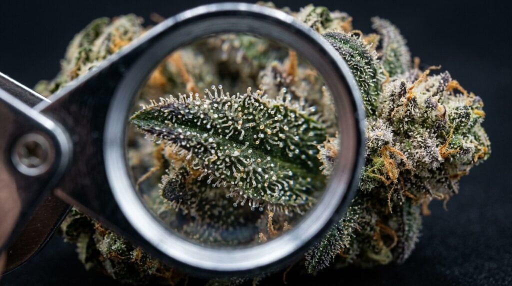 How to Tell If Weed Is Moldy (and How Lab Tests Keep THCA Flower Clean)